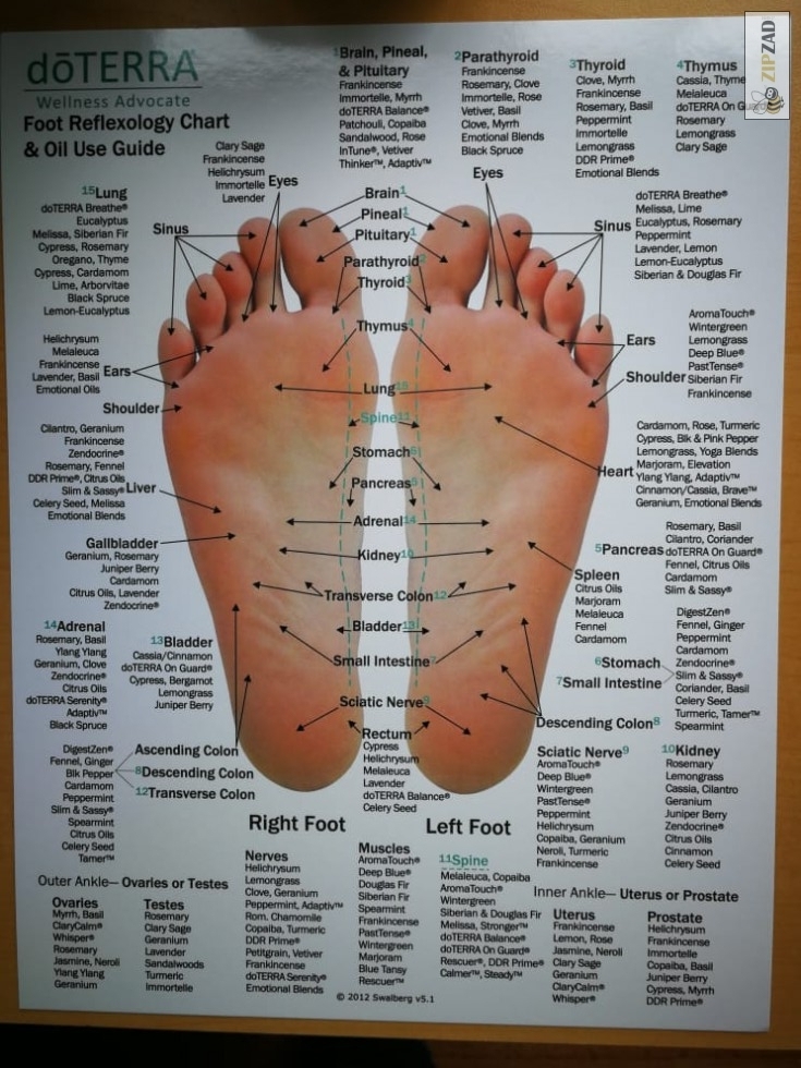 ZIPZAD - Tableau de réflexologie des pieds et des mains (anglais)